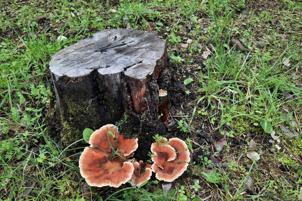 A tree stump in a garden in King's Lynn that would need grinding to be removed