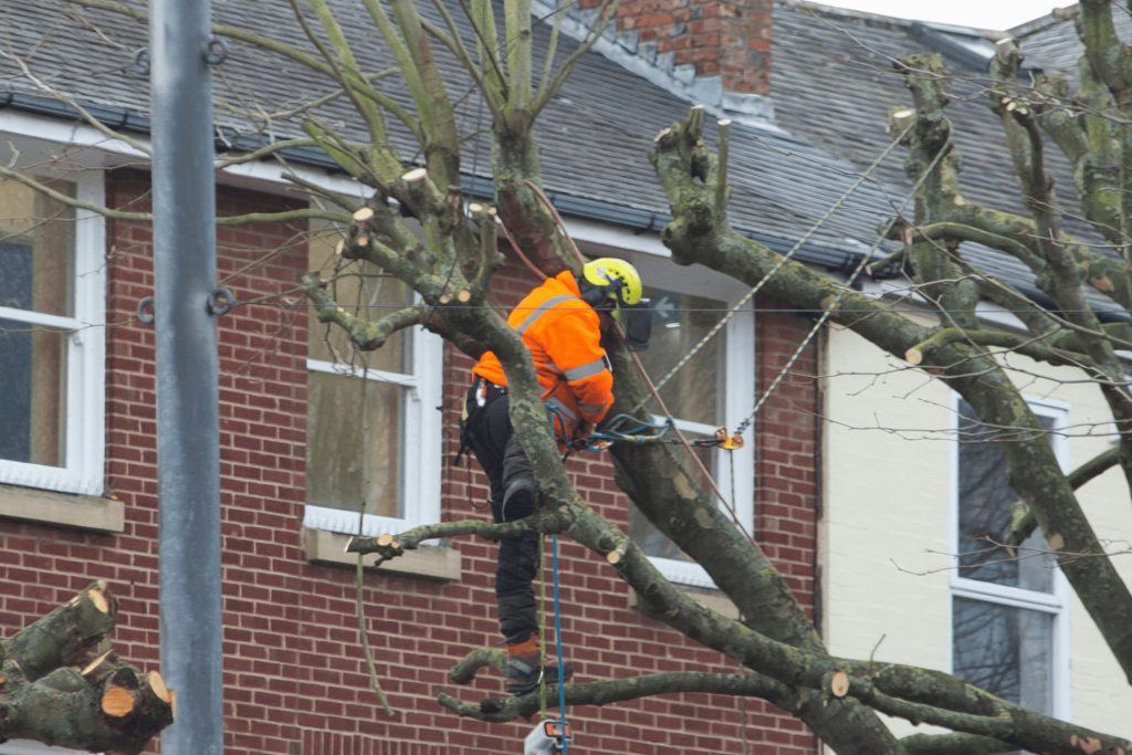 A tree surgeon in King's Lynn up a tree with many ropes so he is safe and can carry out his job to the best of his ability