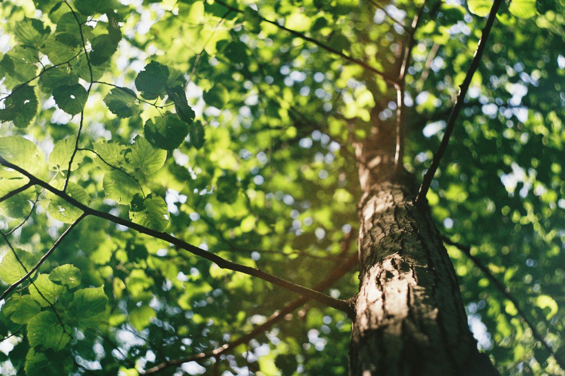A photo of a tree in Kings Lynn
